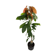 Nacional Cacao Chocolate Tree – Rare Heirloom Variety, Live Plant for Home Growing Everglades Farm 