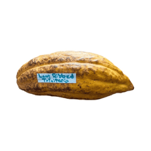 Nacional Cacao Chocolate Tree – Rare Heirloom Variety, Live Plant for Home Growing Everglades Farm 