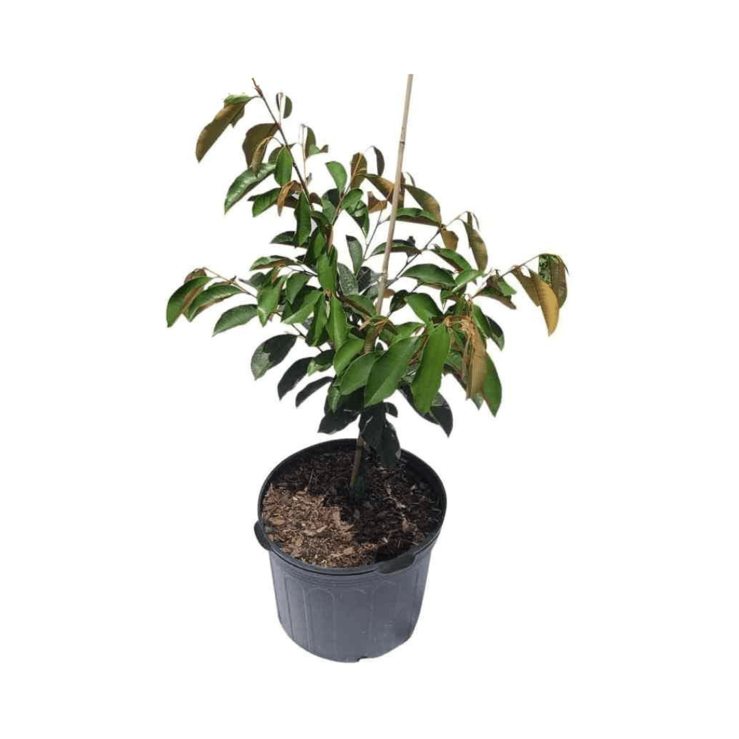 Star Apple Purple Caimito Morado Tree from Seedling Fruit Trees 100-Carlos Tropical Fruits 2-3 feet & 3-gal 