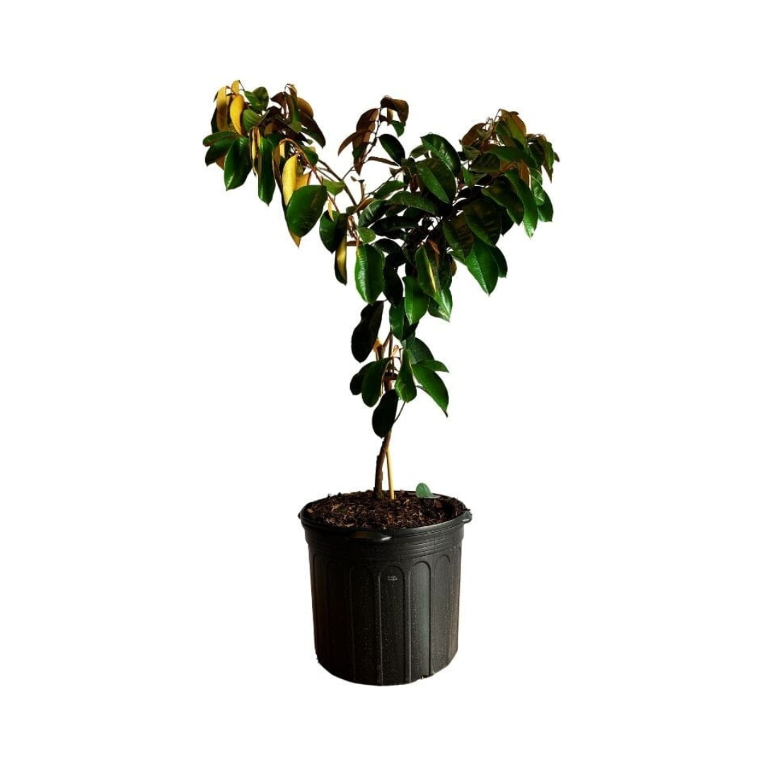 White Star Apple / Caimito Blanco Star Hipolito Fruit Tree Grafted