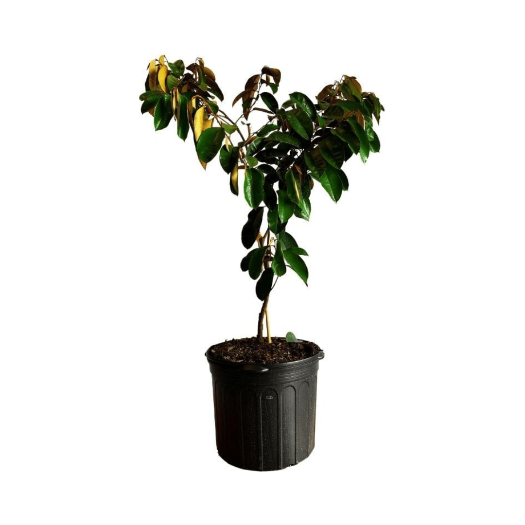 White Star Apple / Caimito Blanco Star Hipolito Fruit Tree Grafted Fruit Trees 100-Carlos Tropical Fruits 8 feet & 15-gal 