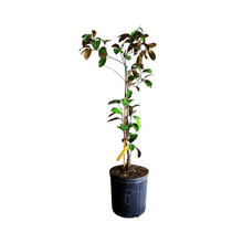 White Star Apple / Caimito Blanco Star Hipolito Fruit Tree Grafted Fruit Trees 100-Carlos Tropical Fruits 4 feet & 7-gal 