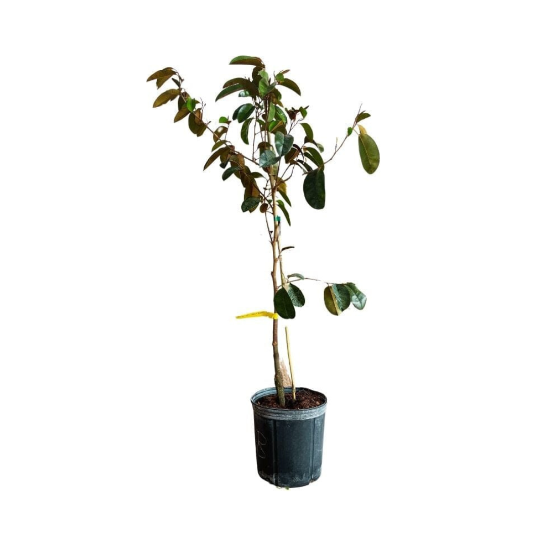 White Star Apple / Caimito Blanco Star Hipolito Fruit Tree Grafted