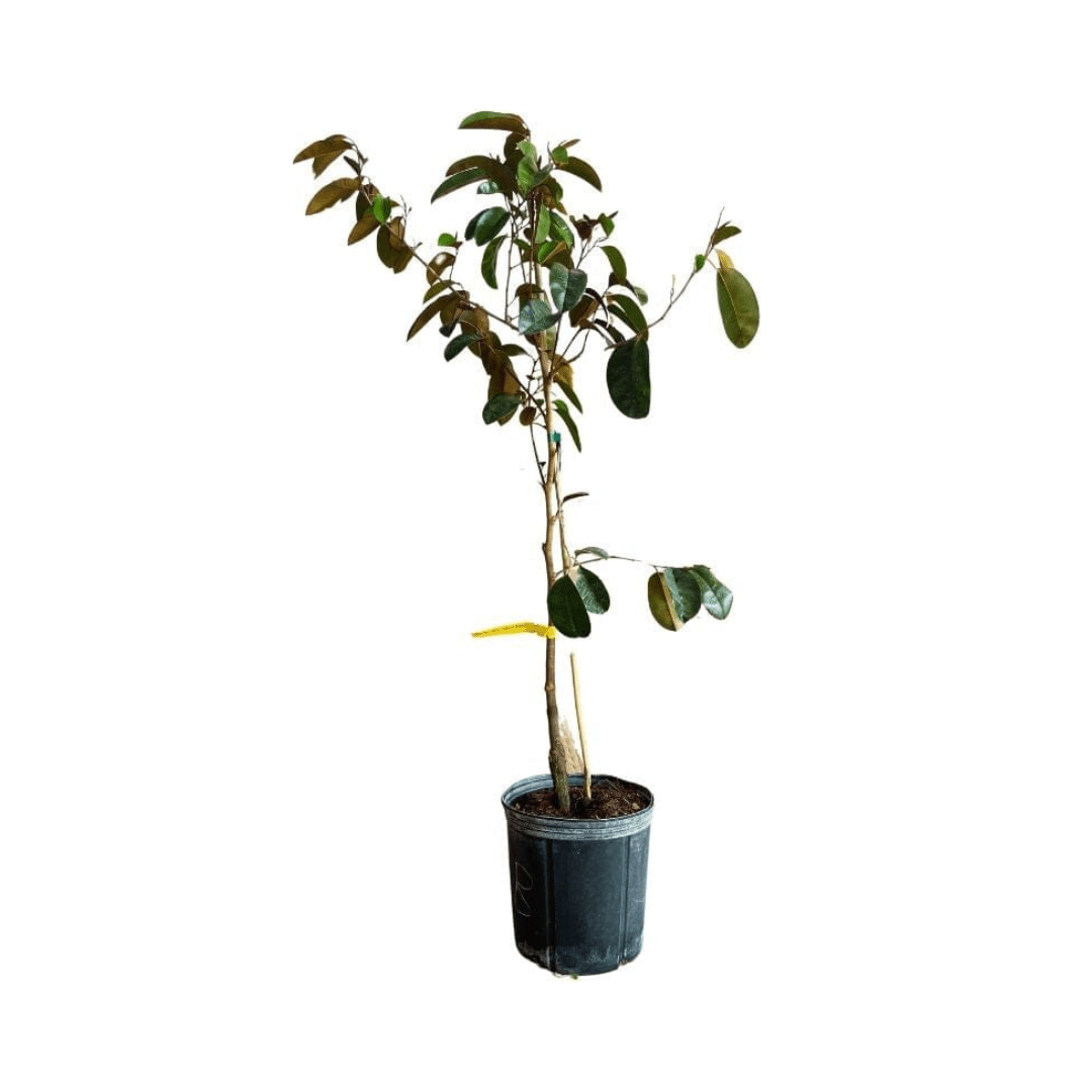 White Star Apple / Caimito Blanco Star Hipolito Fruit Tree Grafted Fruit Trees 100-Carlos Tropical Fruits 4 feet & 3-gal 