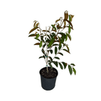 White Star Apple / Caimito Blanco Star Hipolito Fruit Tree Grafted Fruit Trees 100-Carlos Tropical Fruits 2-3 feet & 3-gal 