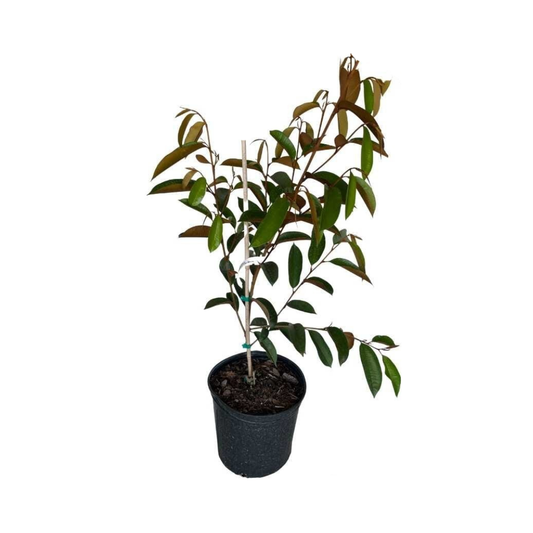 White Star Apple / Caimito Blanco Star Hipolito Fruit Tree Grafted