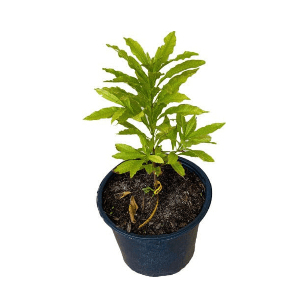 Abiu, Caimito Amarillo, Tree Fruit Trees 103-Pine Island Nursery 12-18 inches & 1-gal 