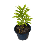 Abiu, Caimito Amarillo, Tree Fruit Trees 103-Pine Island Nursery 12-18 inches & 1-gal 