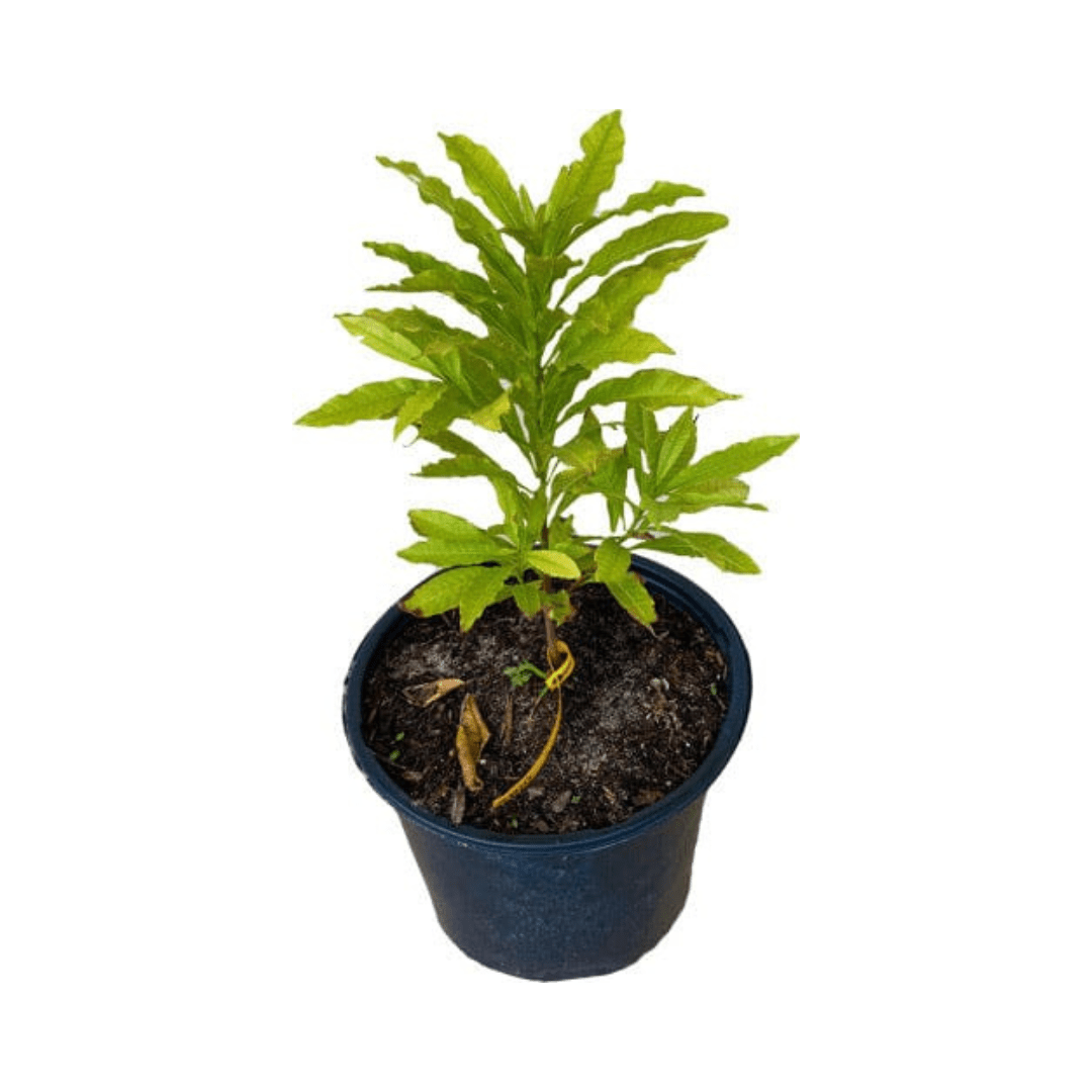 Abiu, Caimito Amarillo, Tree Fruit Trees 103-Pine Island Nursery 12-18 inches & 1-gal 
