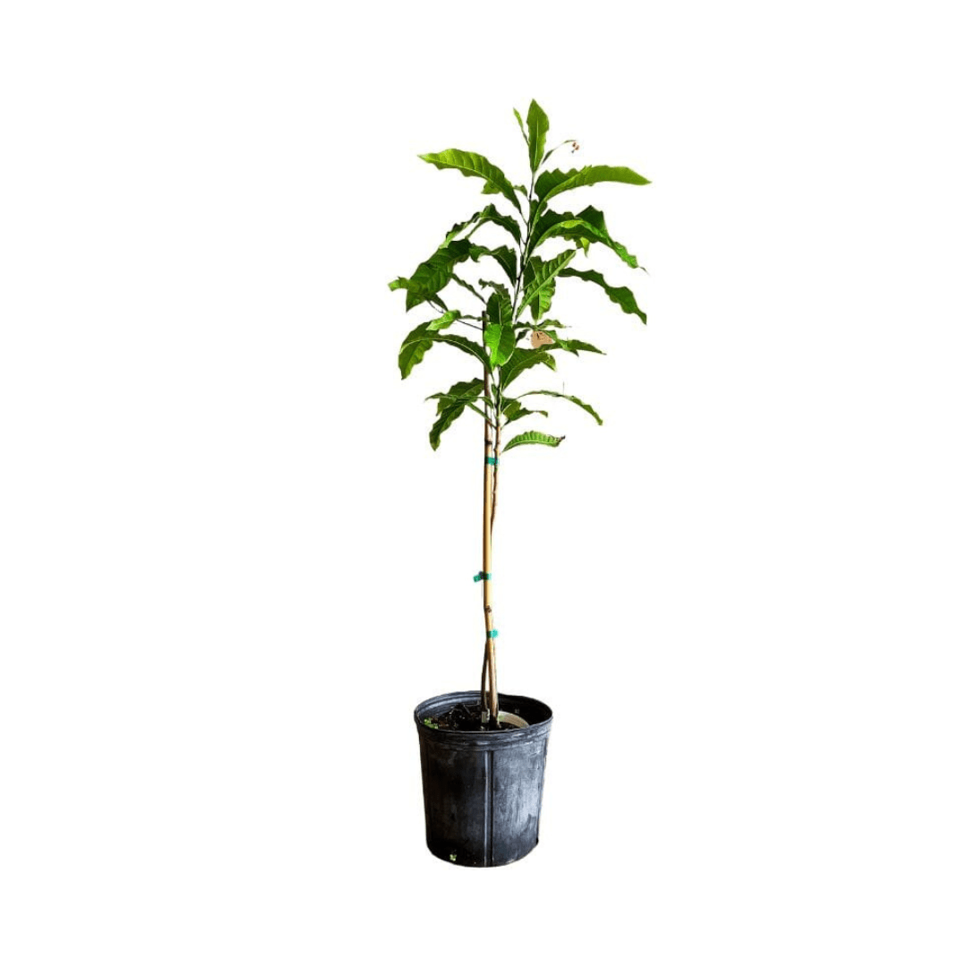 Abiu, Caimito Amarillo, Tree Fruit Trees 103-Pine Island Nursery 2-3 feet & 3-gal 