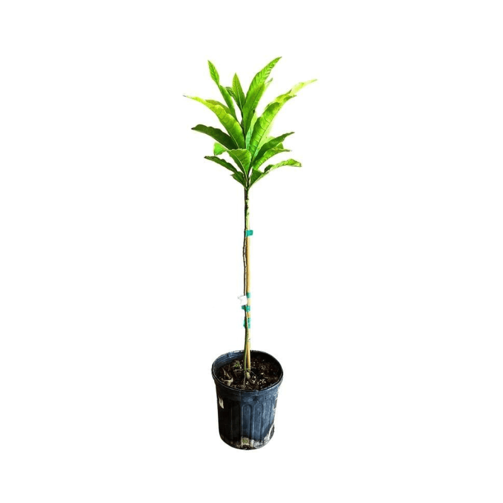 Abiu, Caimito Amarillo, Tree Fruit Trees 103-Pine Island Nursery 3-4 feet & 3-gal 