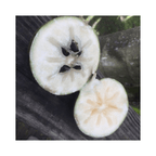 White Star Apple / Caimito Blanco Star Hipolito Fruit Tree Grafted Fruit Trees 100-Carlos Tropical Fruits 