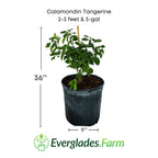 Calamondin Tangerine Orange Tree Fruit Trees 113-Brite Leaf Citrus Nursery 2-3 feet & 3-gal