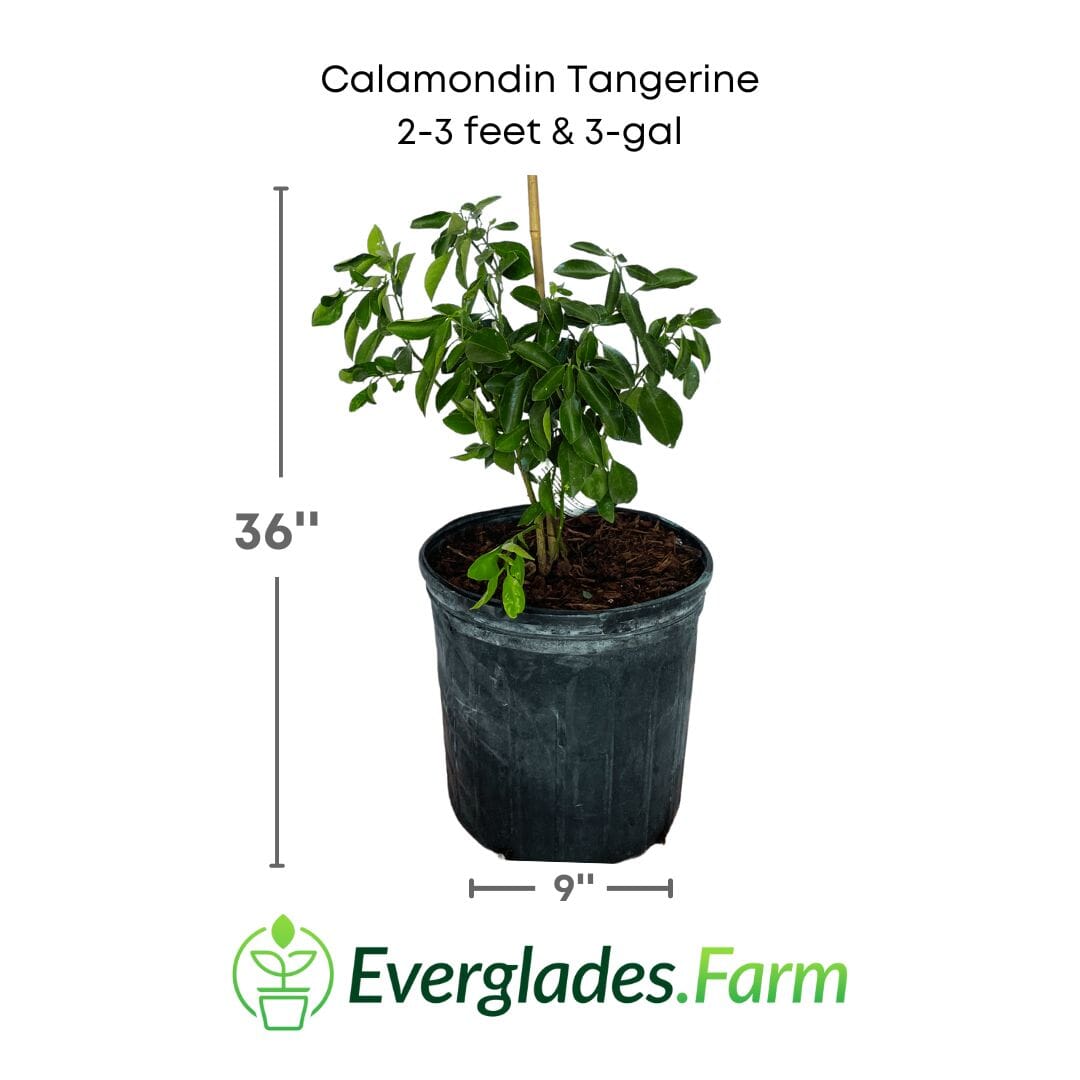 Calamondin Tangerine Orange Tree Fruit Trees 113-Brite Leaf Citrus Nursery 2-3 feet & 3-gal