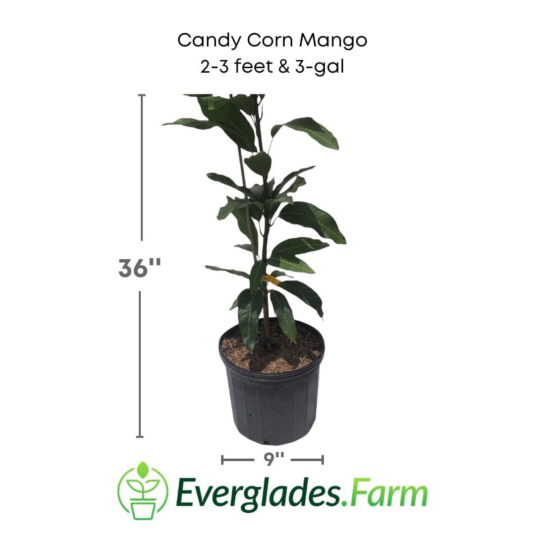 Candy Corn Mango Tree, Grafted Fruit Trees 102-Zill High Performance Plants 2-3 feet & 3-gal 