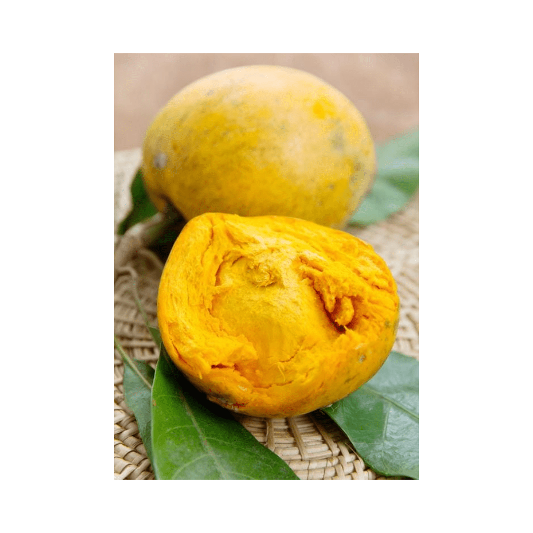 Bruce Canistel [Egg-Fruit] Tree 112-Lara Farm 