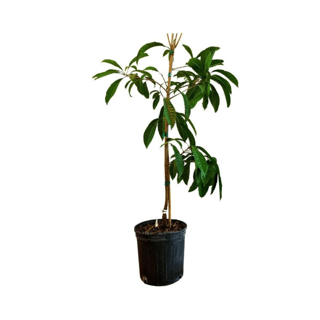 Bruce Canistel [Egg-Fruit] Tree 112-Lara Farm 4 feet & 3-gal 