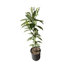 Bruce Canistel [Egg-Fruit] Tree 112-Lara Farm 4 feet & 7-gal 