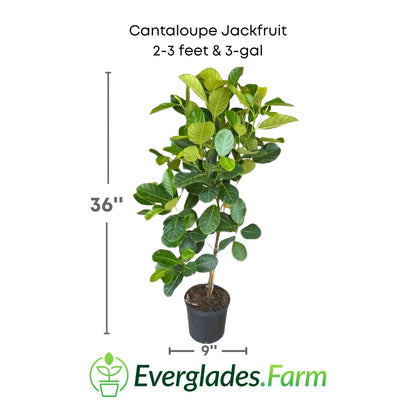 cabtaloupe jackfruit plant in a 3 gallon pot