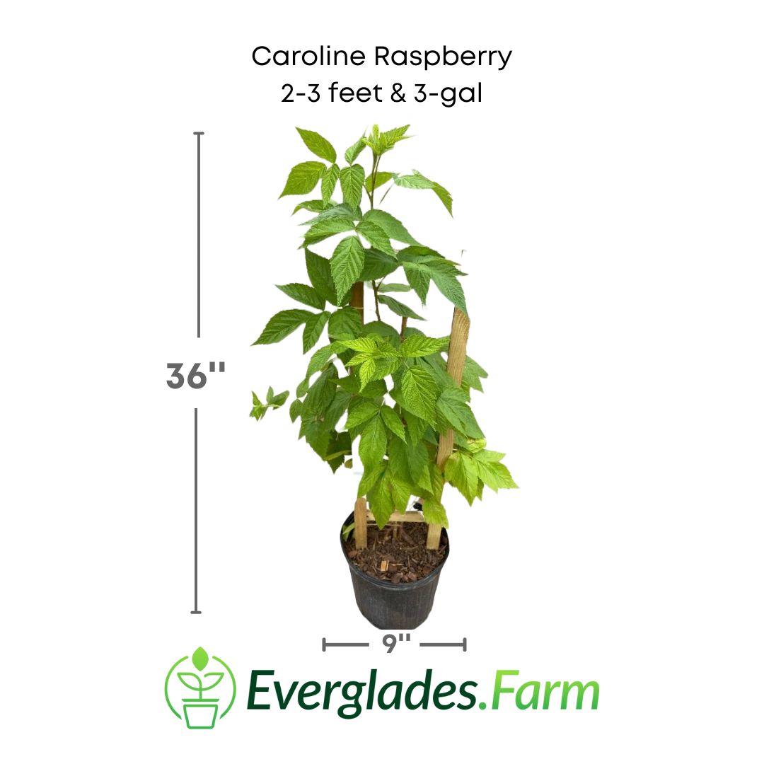 caroline raspberry in 3 gallon pot