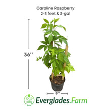 Caroline Raspberry Plant 118-Agri-Starts Inc 2-3 feet & 3-gal