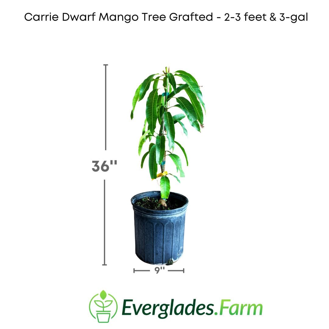 Carrie Dwarf Mango Tree Grafted Fruit Trees 100-Carlos Tropical Fruits 2-3 feet & 3-gal