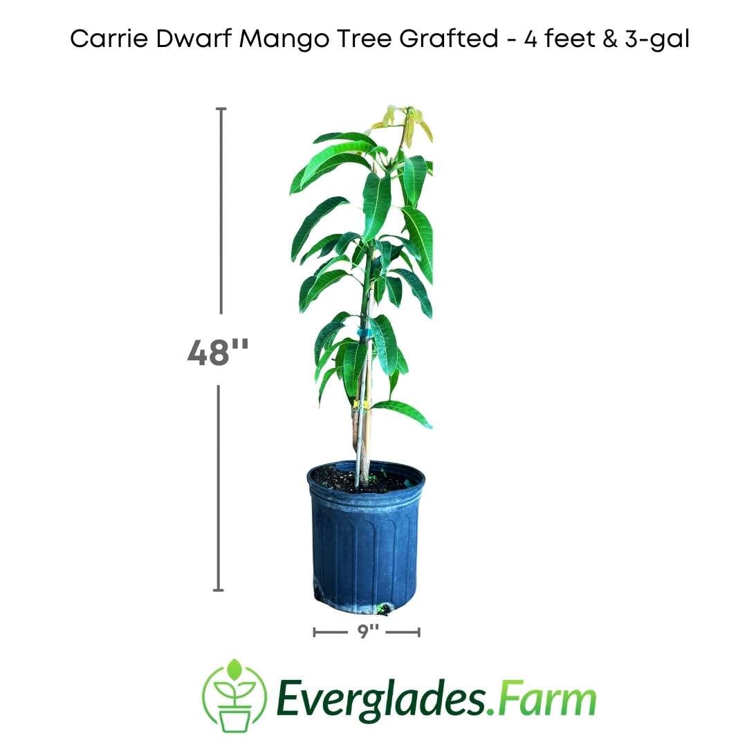 Carrie Dwarf Mango Tree Grafted Fruit Trees 100-Carlos Tropical Fruits 4 feet & 3-gal