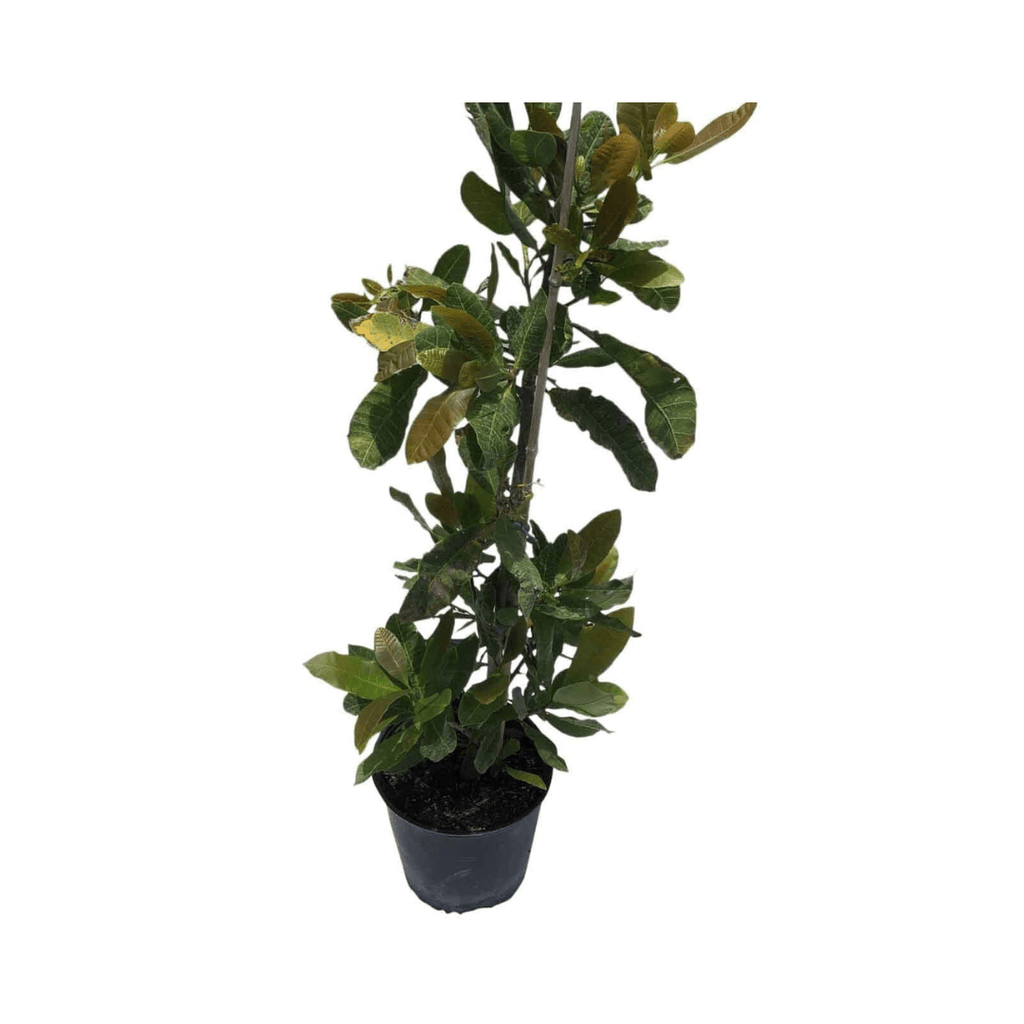 Cashew Tree, Yellow Fruit Fruit Trees 111-Lalo Melo 12-24 inches & 1-gal 