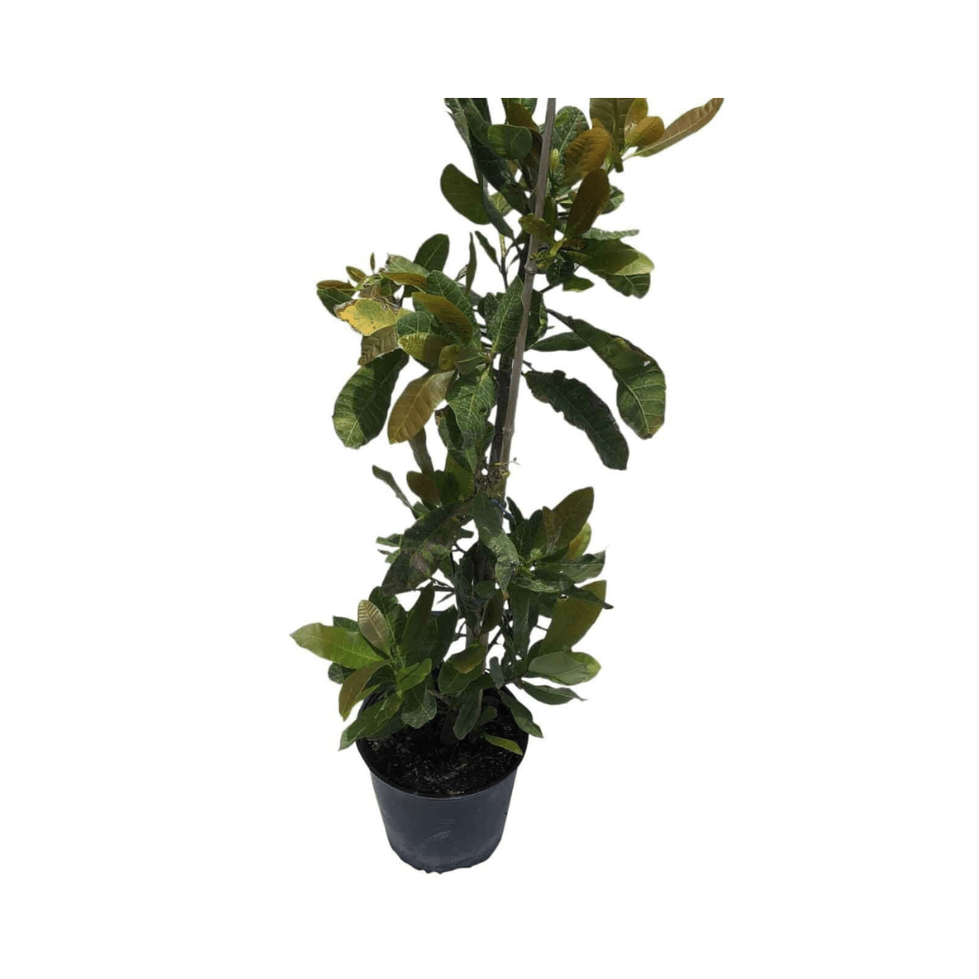 Cashew Tree, Yellow Fruit Fruit Trees 111-Lalo Melo 12-24 inches & 1-gal 