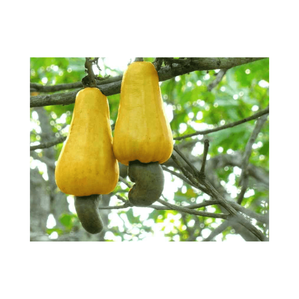 Two yellow cashew apples ripening on a branch with the cashew nuts still attached
