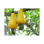 Cashew Tree, Yellow Fruit Fruit Trees 111-Lalo Melo 
