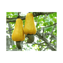 Cashew Tree, Yellow Fruit Fruit Trees 111-Lalo Melo 