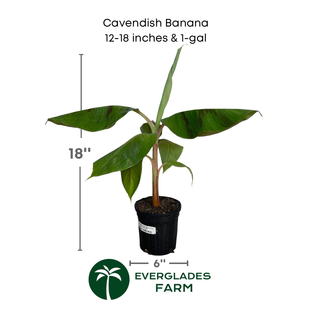 Cavendish dwarf banana plant in a 1 gallon pot