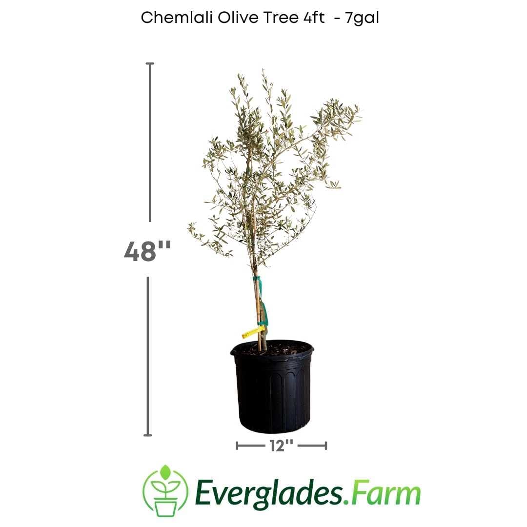 Chemlali Olive Tree 118-Agri-Starts Inc 4 feet & 7-gal