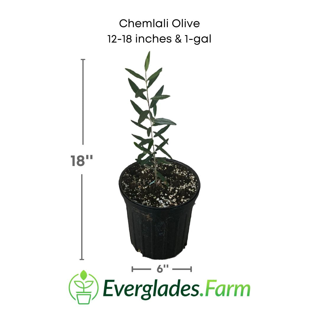 chemlali olive plant in a 1 gallon pot