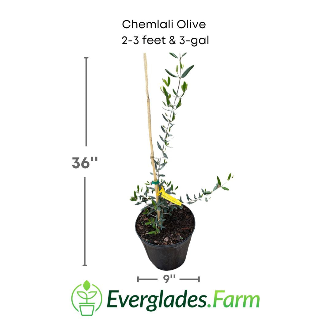 chemlali olive plant in a 3 gallon pot