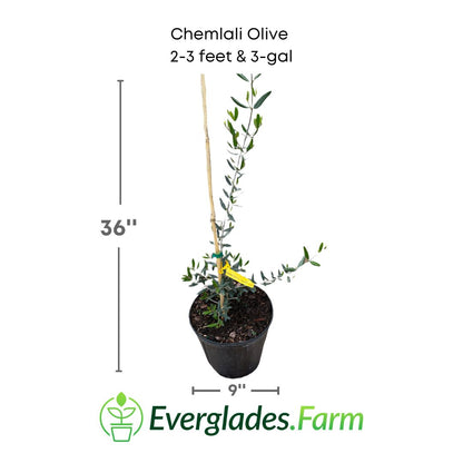 chemlali olive plant in a 3 gallon pot