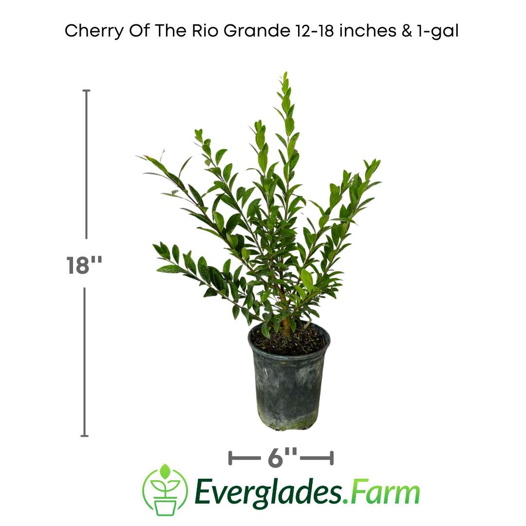 Cherry of the Rio Grande Everglades Farm
