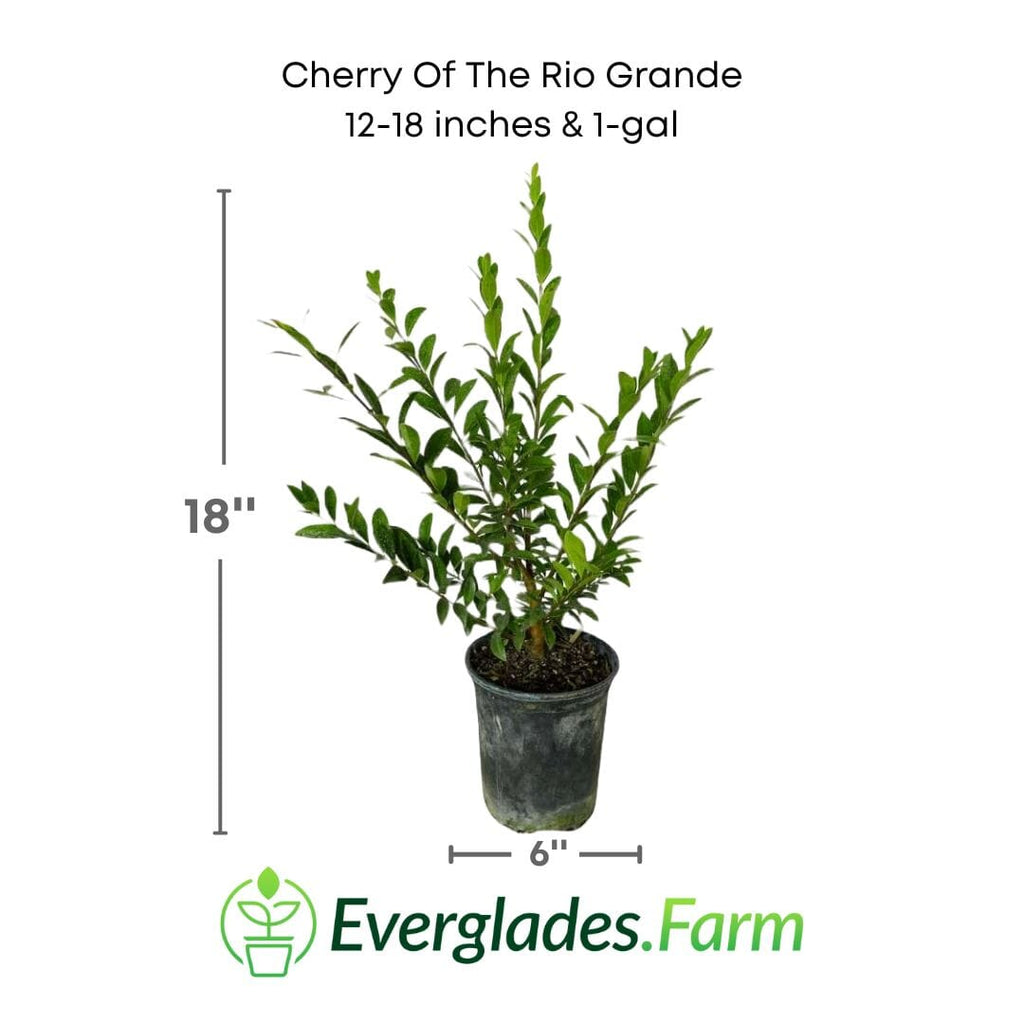 Cherry of the Rio Grande 130-Casey's Corner Nursery 12-18 inches & 1-gal