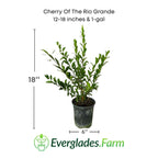 Cherry of the Rio Grande 130-Casey's Corner Nursery 12-18 inches & 1-gal