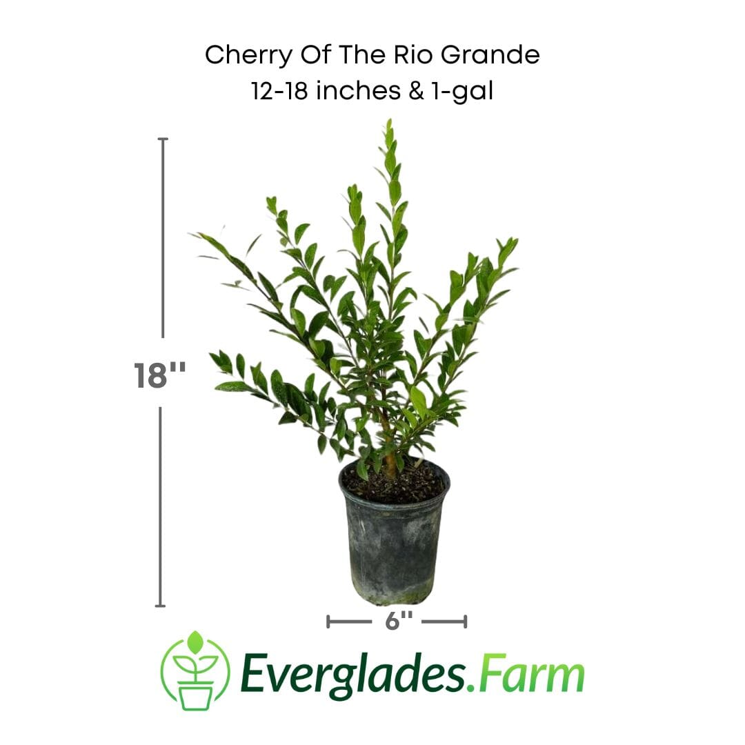 Cherry of the Rio Grande 130-Casey's Corner Nursery 12-18 inches & 1-gal