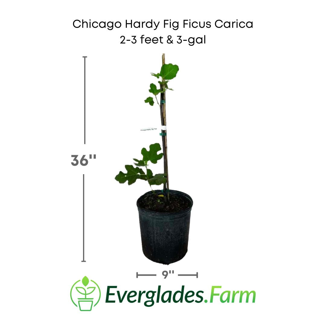 chicago hardy fig carica plant in a 3 gallon pot