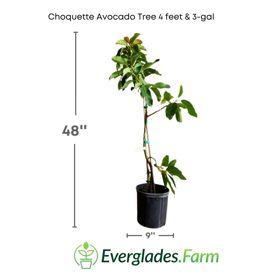The Choquette Avocado Tree Grafted grows vigorously and develops a lush and wide canopy. Its leaves are bright green and provide shade in warm climates. As the tree matures, it produces oval-shaped fruits with rough skin, which can weigh up to half a kilogram each.