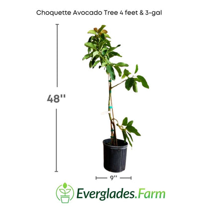 The Choquette Avocado Tree Grafted grows vigorously and develops a lush and wide canopy. Its leaves are bright green and provide shade in warm climates. As the tree matures, it produces oval-shaped fruits with rough skin, which can weigh up to half a kilogram each.