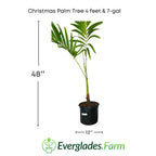 Christmas Palm Tree Fruit Trees 115-Orlando Nursery 4 feet & 7-gal