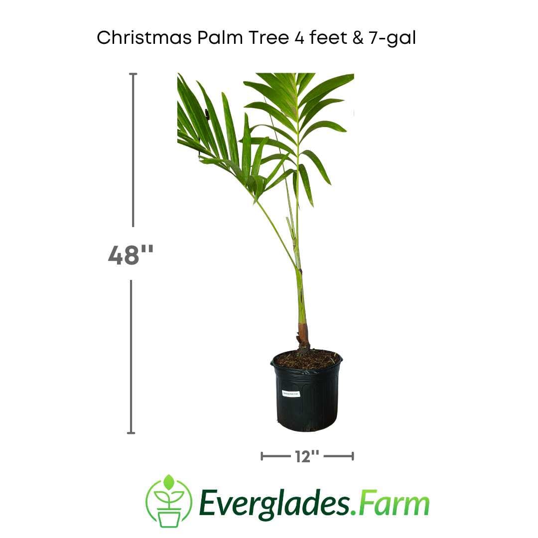 Christmas Palm Tree Fruit Trees 115-Orlando Nursery 4 feet & 7-gal