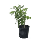Red Manzano Spanish/Hog Plum, Ciruela, Jocote Tree Fruit Trees 103-Pine Island Nursery 18-24 inches & 1-gal 