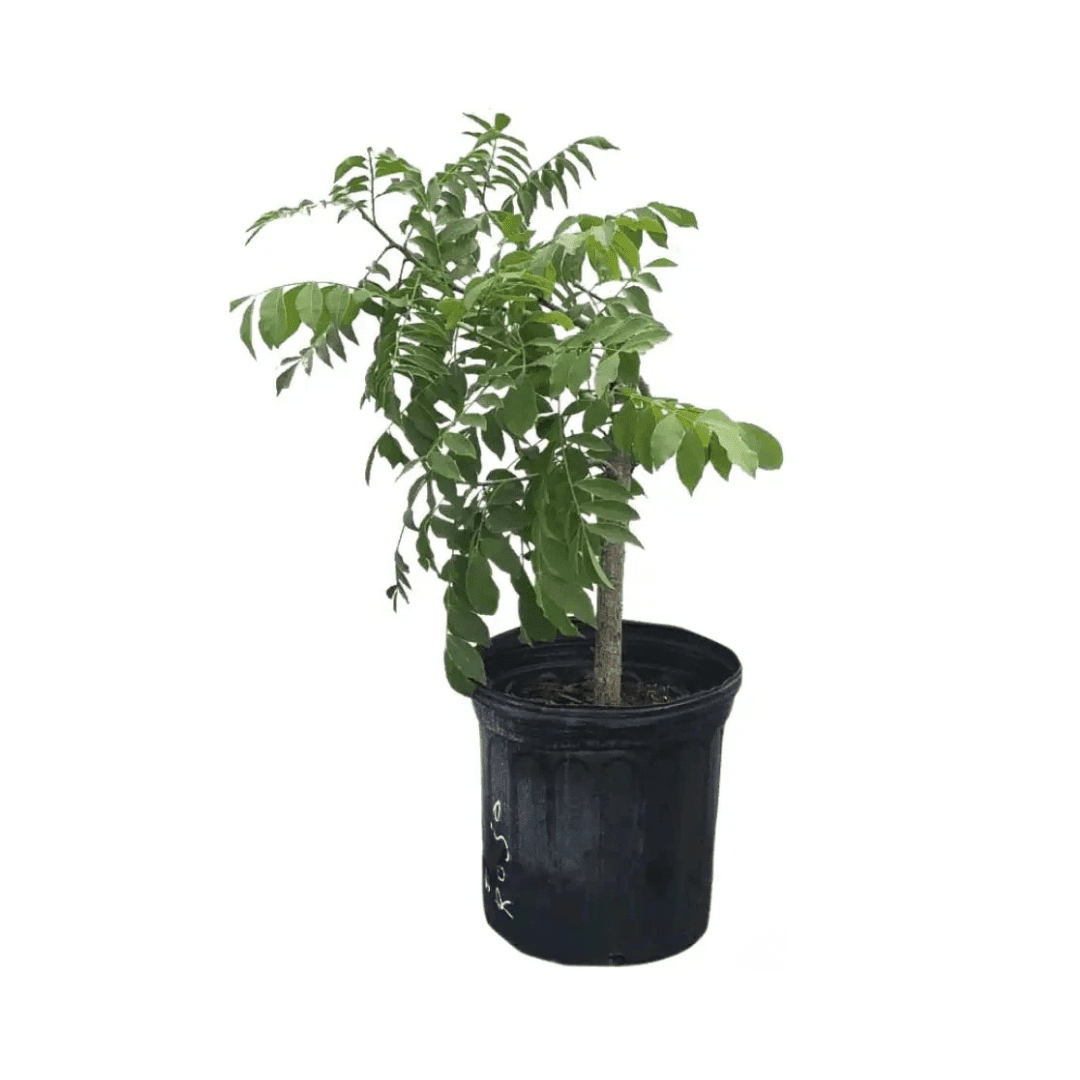 Red Manzano Spanish/Hog Plum, Ciruela, Jocote Tree Fruit Trees 103-Pine Island Nursery 18-24 inches & 1-gal 