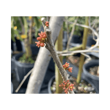 Yellow Spanish/Hog Plum, Ciruela, Jocote Amarillo, Tree Fruit Trees 111-Lalo Melo 