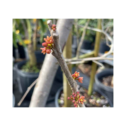 Red Manzano Spanish/Hog Plum, Ciruela, Jocote Tree